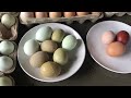 How to get these egg colours in your Backyard Chicken Flock