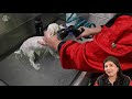 Grooming Odette the Maltese puppy - part 1 | Kitty Talks Dogs - TRANSGROOM