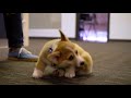 Rufus the Corgi's First Day in the Office 🐶