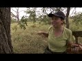 Surveying Ant Diversity in Gorongosa National Park | HHMI BioInteractive