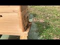 Honeybee Activity 4/1/2018 (Extended Cut)