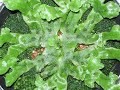Growth of liverwort (Marchantia polymorpha)