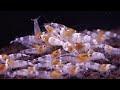The Art of Keeping and Breeding Caridina and Neocaridina Shrimp (KISS Method)