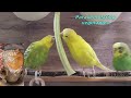 9 Hr Birdie TV For Cats, Cat Watching Birds : Cat Bird TV Videos, Keep cats occupied. Cat TV Video.