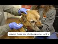 How to Clean Dog Ears and Prevent Infection, Marc Smith, DVM, MS