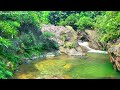 Beautiful Forest Stream, Most Pleasant Forest Stream Sounds, Chirping Birds, Sounds for Relaxation