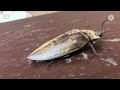 KUMBANG TERBESAR YANG PERNAH KAMI TEMUKAN (The Bigest Insects)