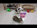 Funny Dogs And Cats Videos😻🐶Best Funniest Animal Videos 2024