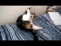 Cat falls off bed