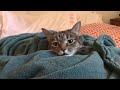 Cat in a Heated Blanket