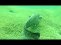 Wels Tauchgang Welstauchen catfish FullHD