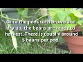 How to Grow Kidney Beans