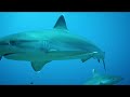 Ocean 4K - Sea Animals to Relax - Beautiful Coral Reef Fish in Aquarium #2