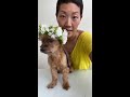 Flower Wednesday : Puppy Flower Crown