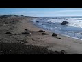 Elephant Seal Beach.