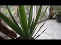 você conhece a planta yucca....cultivando em vaso