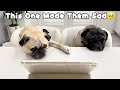 Cute Pugs React to Loulou the Pug! (FUNNY Reactions!)