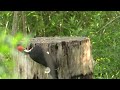 Pileated Woodpecker Eating Giant Grubs