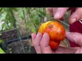 Garden Harvest 🍅 👍 Planting and Amending 😃 Maryland Zone 7