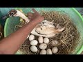 Amazing Pekin Duckling Hatching From Eggs I Love Baby Duck Born Cute Cute