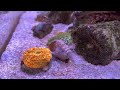 Head the Boxfish meets Tater the frogfish.