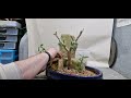 Creating a jade bonsai forest from a bootsale plant