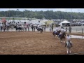 4-h hoof and woof drill team compulsory 2016
