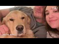 OUR PUPPY GROWING UP | 1 Second a Day of Our Golden Retriever Growing Up