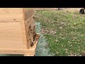 Honeybee Activity 4/1/2018