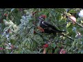 Pileated Woodpecker