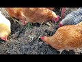 Chicken Run Greens Experiment - More Explorations!