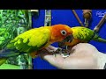 [4K] Dubai Creek Park Exotic Bird Show!! INDOOR Attractions in Dubai! | Full Show