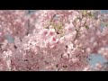 🌳4K flowers and piano healing music, sleep-inducing, rest music, stress relief