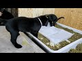 Litter Pan Training Newborn Puppies ~ 90+% Success Rate ~ Simple ~ Odor Free