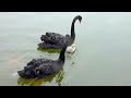 Baby Black Swan - taken by Sampson Chan