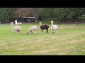 Who's For Some Alpacas?!
