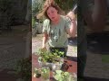 Time to cut the sweet potato slips! ❤️ 🌱 #garden #selfsufficient #planting