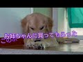 お姉ちゃんの相棒ゴールデン