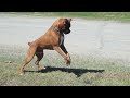 HILARIOUS BOXER DOG SCARED OF A BIRDS NEST!!!