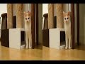 猫カフェで撮影した3D動画