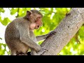 Ultimate Wild Animal Soundscapes | 4K Ultra HD Wildlife Audio