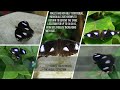 Flowers with Wings: Species Spotlight - Great Eggfly | NATURE AND WILDLIFE video