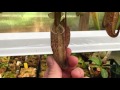 HIGHLAND NEPENTHES GREENHOUSE TOUR FOR OCTOBER