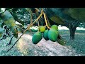 A Walk in the most Beautiful Mango Garden| Bangladesh 4K | New York Traveller | USA | MrBeast |