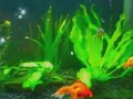 Goldfish Planted Tank 55