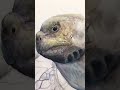 Starting a Tortoise Painting