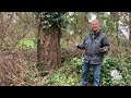 How to Remove Noxious Weeds like Ivy!