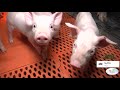 China's Pig Farm