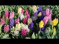 Keukenhof 2024 - First Sunny day: Colorful Tulips start to bloom under the sun - 4K