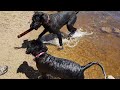 Missy swimming for first time